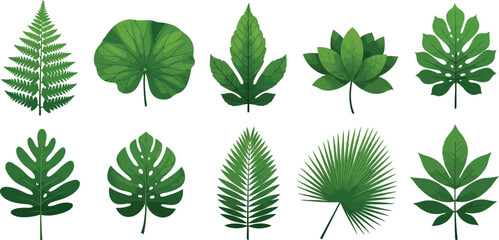 Naklejka premium Set of tropical and exotic green leaves isolated on white background for botanical design and nature projects