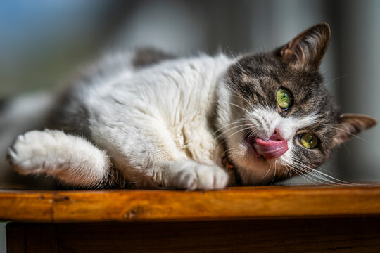 Chat qui fait sa toilette sur un buffet au soleil
