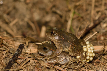 Obraz premium Close-up of midwife toad copulation