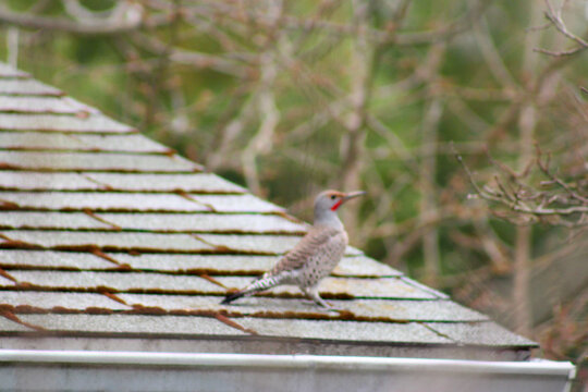Blurry Woodpecker