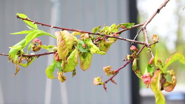 Twisting of peach leaves caused by fungus or cold. Restoration of the tree.