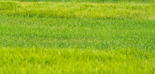 Soczyście zielone pole młodego zboża lub trawy z bliska. Świeże wschody upraw rolniczych wiosną, selektywna ostrość i naturalne tło. © Henryk Niestrój
