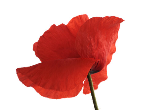 Close up red poppies, Poppy Flowers bud, petals, pistil, stamen isolated on white background.