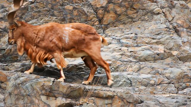 A large brown goat with curved horns standing on a rocky slope