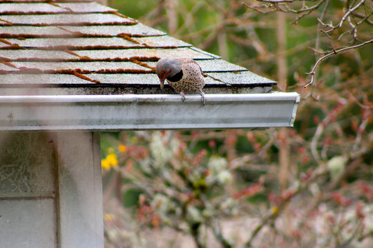 Guilded Flicker Woodpecker 13