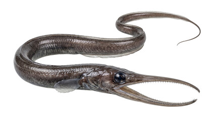 Fototapeta premium Shadowy deep sea dweller, a lancetfish, with its impressive serpentine body and menacing open jaw on a clear background