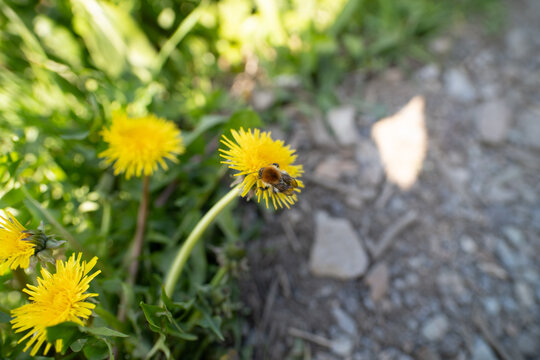 Bumblebee collecting pollen from bright yellow dandelion flower in meadow