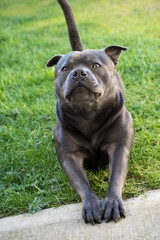 Naklejka premium Blue Staffordshire Bull Terrier leaning forward with curious upward gaze
