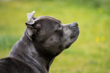 Blue Staffordshire Bull Terrier side profile portrait against green grass © Viktor