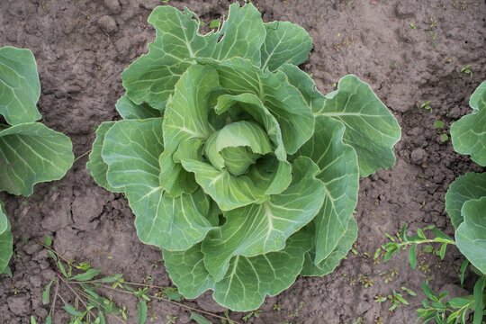 Young cabbage plants with forming heads growing in fertile soil during summer agricultural season. Organic vegetable cultivation and healthy farming concept.