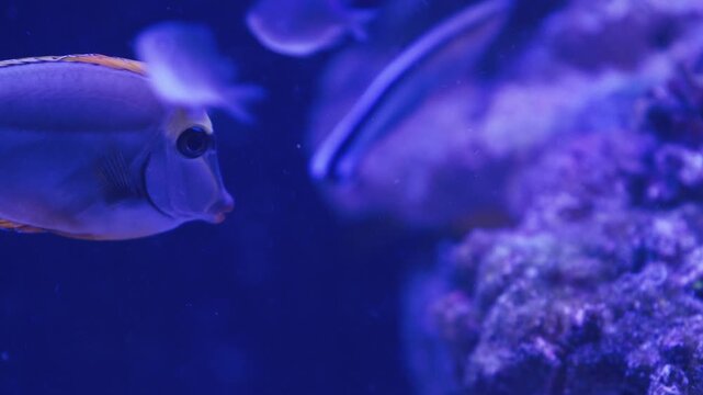 Witness the beauty of a bustling marine aquarium filled with lively fish and stunning corals. Watch as the fish swim gracefully around their vibrant environment, showcasing nature's splendor.