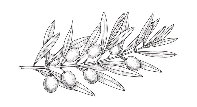 Herbarium of lily family plants, isolated on a transparent background