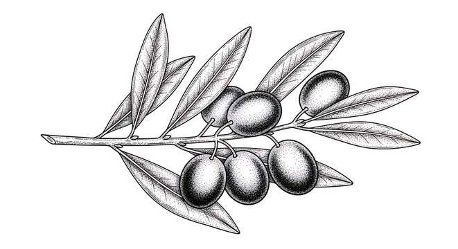Classic olive fruit branch etching with leaves isolated on a transparent background, olive leaves olive branch