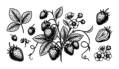 Fototapeta premium Hand Drawn Strawberry Plant and Berry Botanical Vintage Vector Illustration