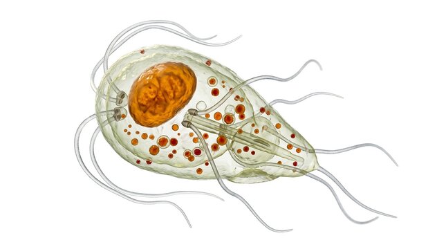 Trichomonas vaginalis, a parasitic protozoan that causes trichomoniasis, a sexually transmitted infection, 3d illustration