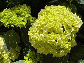 Hydrangea hortensia light green bloom