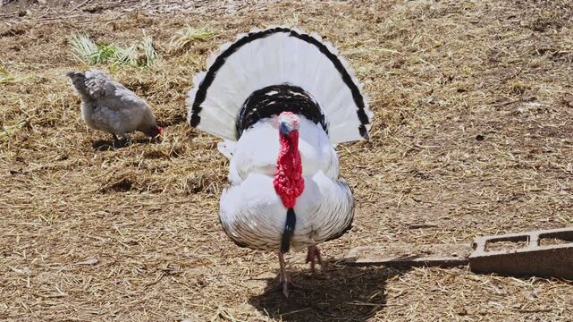 Royal Palm turkey and chickens