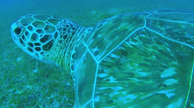 Underwater close-up of a sea turtle swimming gracefully over a grassy seabed