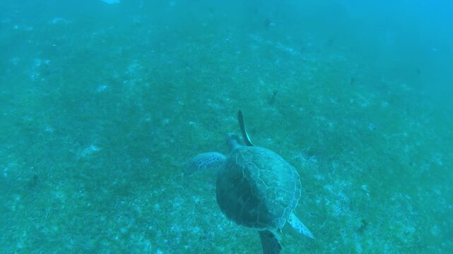 Underwater scene of sea turtles swimming gracefully over a grassy seabed