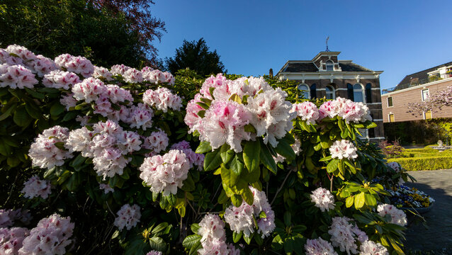 Pink rhododendron flowers near historic house in Assen, Netherlands
