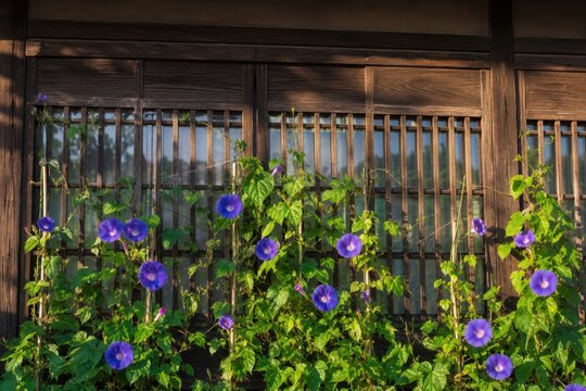 朝顔が彩る日本家屋の夏の格子窓