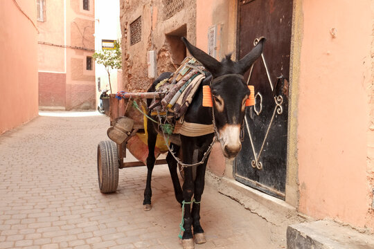 Donkey cart in a narrow Moroccan medina street