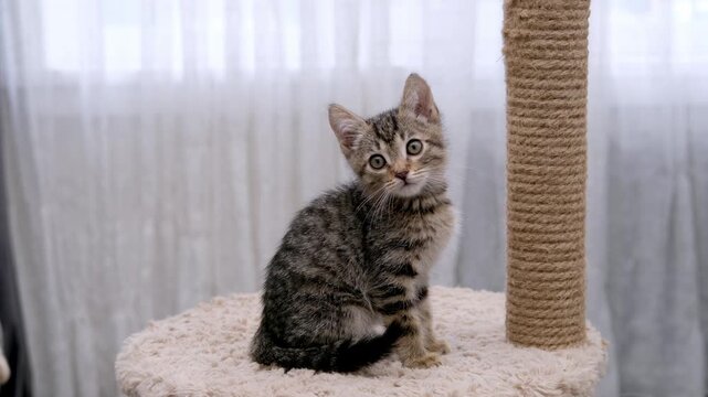 A cute little brown tabby kitten scratching a scratching post