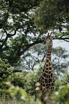 giraffe in mopani and leadwood forest 