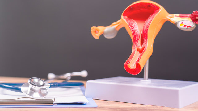 the model of the female uterus is on the doctor's table, the gynecologist shows the structure and features of the female internal organs on the model of the female uterus. High quality photo