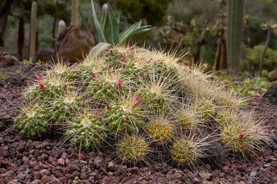 Bl&uuml;hender Mammillaria compressa (Gedr&uuml;ckter Warzenkaktus) mit pink Bl&uuml;ten in einem Park mit Vulkangestein, mit Focus Stacking - Gran Canaria, Kanarische Inseln