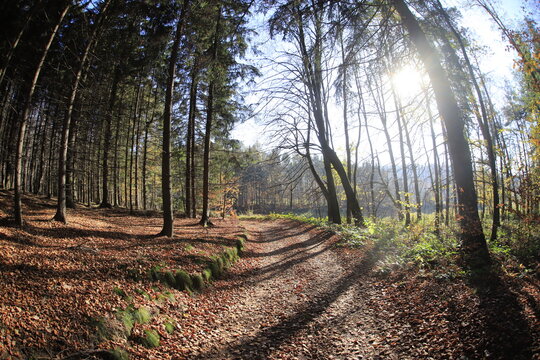 Czech republic forest in autumn wide angle lens