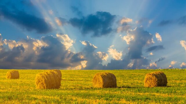 summer wheat field after a harvest at the sunset time lapse scene