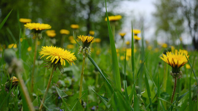 Close-up of yellow dandelion flowers blooming. Spring flowers as a background.