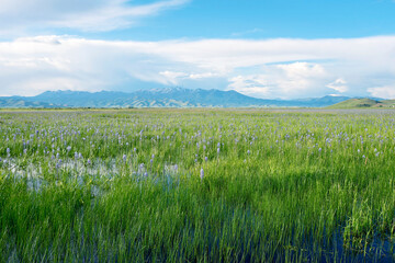 Camas Prairie Centennial Marsh © Nature Photo
