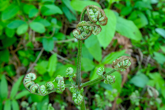 Bracken Fern fiddlehead (Pteridium aquilinum) in Ponderosa State Park, Idaho