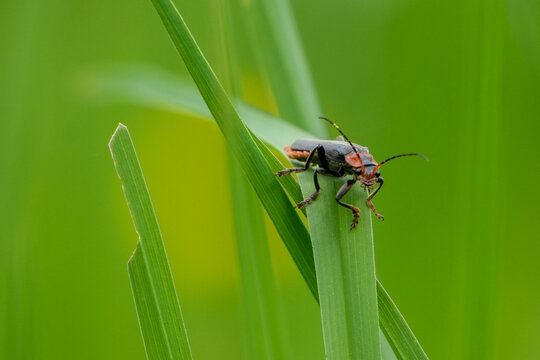 soldier beetle (cantharis fusca) sitting on a green grass blade