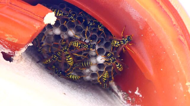 Close-up of a wasp nest tucked beneath roof eaves, showing an active colony in a sheltered residential structure