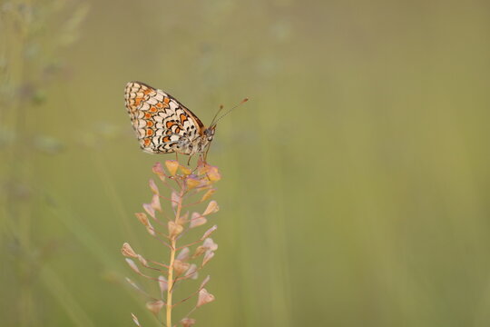 una farfalla melitaea phoebe al tramonto in primavera