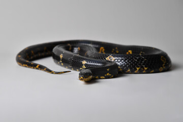 Fototapeta premium serpent