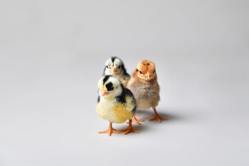 poussins © sarah