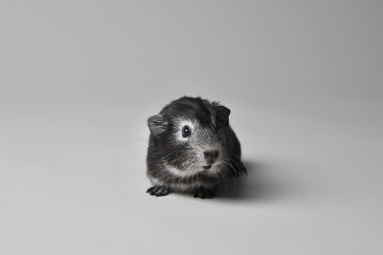 cochon d'inde