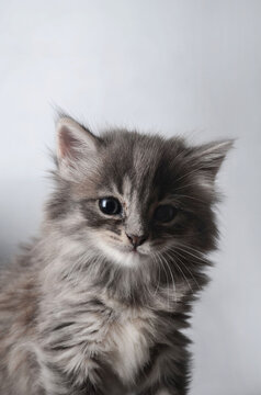 chaton