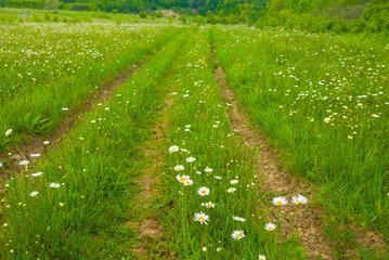 ground road through the green forest glade © Yuriy Kulik