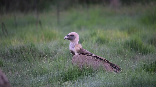 a eurasian black vulture in the wild