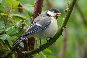 great tit (parus major) sitting on a thorny branch with open beak © Flowal93
