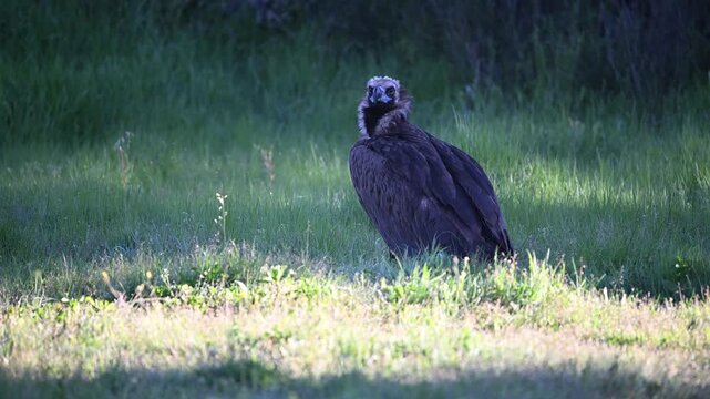a eurasian black vulture in the wild