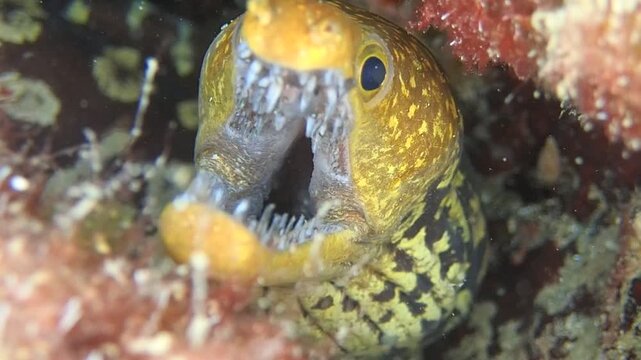 yellow moray eel fish glass like teeth underwater close up ocean scenery fangtooth moray eel Enchelycore anatina