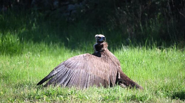 a eurasian black vulture in the wild