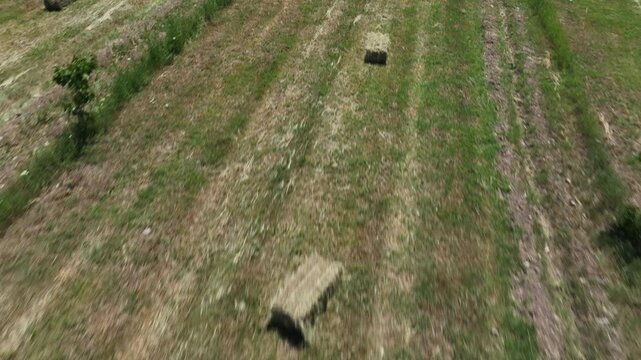 An aerial view of a scenic agricultural field with scattered rectangular hay bales and young trees planted in rows under the bright sunlight on a warm summer day.

