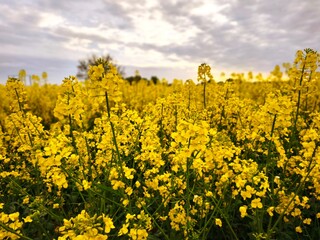 Obraz premium Vibrant blooming yellow rapeseed field under a dramatic stormy sky. Beautiful contrast of bright canola flowers and dark grey clouds. Agriculture and nature background.